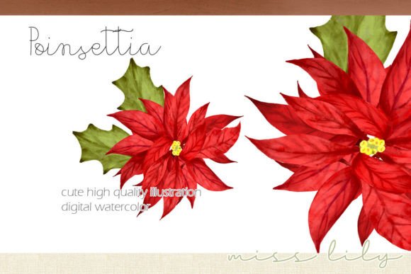 Christmas Poinsettia Clipart: Premium Illustrations
