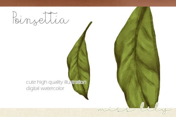 Christmas Poinsettia Leaf: Premium Illustrations