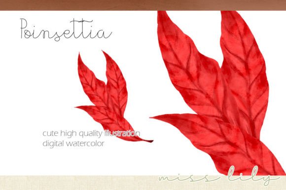 Christmas Poinsettia Leaves Bouquet Illustrations Review